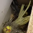 زوج كروان كفو للبيع