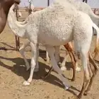 بكرة للبيع