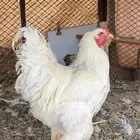 دجاج براهمها للبيع