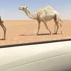 خفوت طيبه