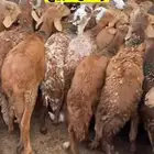 العتيبي لبيع واستيراد المواشي