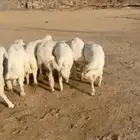 7 خرفان كفو مسكتة شي ناهي وطيب مراح واحد( تم البيع )