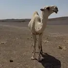 للبيع قعود رماني