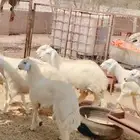 خرفان حريات هرافا خدمة سلخ و توصيل .