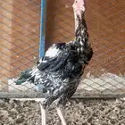 للبيع ديوك باكستاني