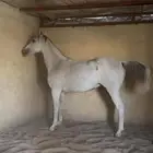 خيل فرس واهو