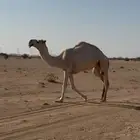 ضروبه شقحا كفو