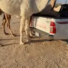 للبيع بعير اوضح