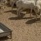 طليان رفيد طيبه وشحم