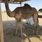 للبيع بكره صفرا باتليه مفروده