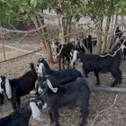 تيوس للبع