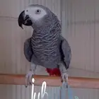 كاسكو سوبر جانبو