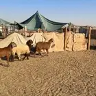 جذعان سواكن مرابي