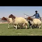 متابيع نعيم خصم