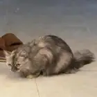 قط شيرازي للتبني العاجل
