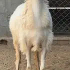 رخل كفو