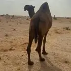لقحه صفرا