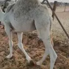 قعود سمين قصب يرضع امه 6 شهور عمره