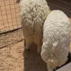 Premium Jerom Rams