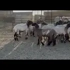 جذعات نعيم مقاني