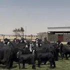 مراح عوارض فاااخره دفيع مواليد