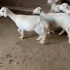 للبيع غنم مقاني