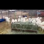 غنم 22 تحتها 30 حرش ضان
