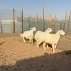 ذبايح. حري ونعيم وسواكن مع الصلخ