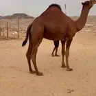 قعود ساحلي حمر دم