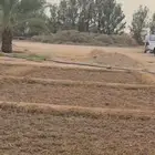 علف بلوبنك نظيف جدا