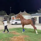حصان ولد الاسطوره ع ج كفو