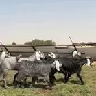 مشاريك فاخره كلها جذعات