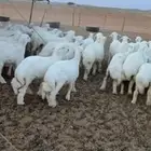 رخال مقاني