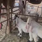 فحول مشاريك