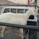 شاه رباع حايل مغلقه شحم