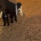 عارضيه صنف والد