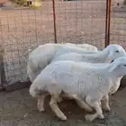 خرفان ذبايح