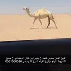 للبيع لقحه ع بعير منتج اقبل البدل غنم ذبايح مهره