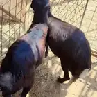 خرفان رفيد مرابي