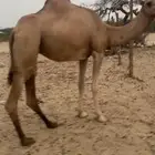 بكره ساحليه جذعه
