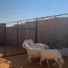 ذبايح للبيع شرورة