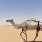 لقحه وضحا كفو