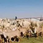 للبيع معزا عوارض ( كريميه ) متاويم فاااخره