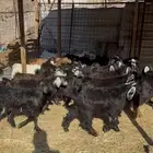 تيوس ذبايح للبيع