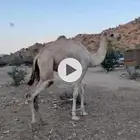 ركبي حر للبيع