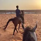 اسطبل vip للإيواء والعسف والتدريب شمال الرياض