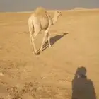 قعود مفرود طيب للبيع الموقع الصمان مفرق الشيط