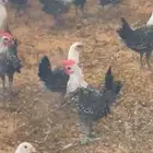 ديوك بلدي ((فيومي ))