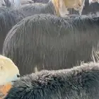 غنم نجديه