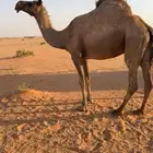 لقحه صفرا لها 7 شهور وعلى جميع الشروط